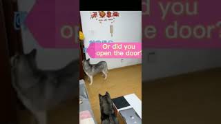 cute funny video dogs#shorts