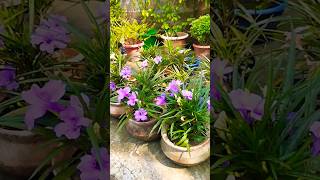 My garden 🏡||gardening video🥰||#trending #gardenflowers #flowers #garden