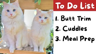 How I Take Care of My Cats - 11 Tips | The Cat Butler