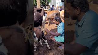 ഇത് HF പശു #shorts #chattipparambchantha  #cowfarming  #buffallo #goatfarming  #petsmarkat