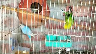 Singing Parrot Budgies singing Birds talking sound #birds #beautiful #baby #budgies