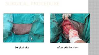 Hernioplasty of ventrolateral hernia in a horse