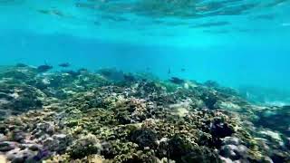 Snorkelling in the Maldives