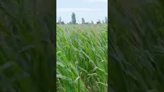 Agriculture & Farms in Afghanistan। #Agriculture #viralvideo #shortsyoutub #trending