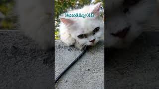 Exercising Cat