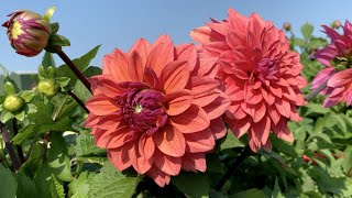 Dahlia 'American Dawn' - FarmerGracy.co.uk