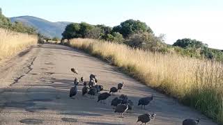 #South Africa #Gineafowl enjoy holidays #Pilanesburg National Park