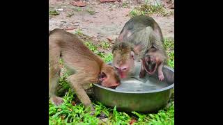 Really lovely mother brink lovely baby to drink water so funny, Looking baby monkey want to swim