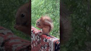 Новый малыш ❤️🐿️ #белка #белки #squirrel #wildlife