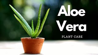 Make your Aloe Vera THRIVE!  | Aloe Vera Plant Care Tips