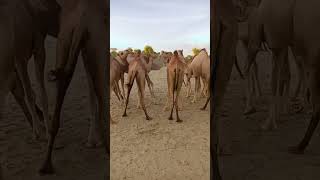 Group of Camels is playing ❤ #animals #camel #animalshorts #nature #naturelovers