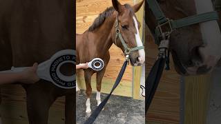 GORGEOUS HUNTER ENJOYING HIS PEMF THERAPY 🐎❤️ #equinebodywork #horsecare #pemf