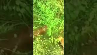 cat  vs  fox