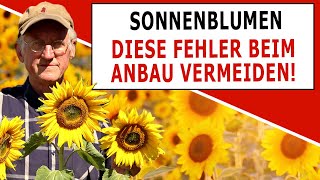 Bio Sonnenblumen anbauen - Vermeide diese Fehler!