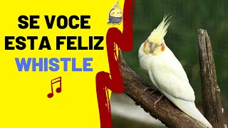 SE VOCE ESTA FELIZ BATA PALMAS CALOPSITA - Treinamento de calopsita com apito