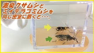 蟻戦争Ⅲ＃101 激臭カメムシと【100度のオナラ】ミイデラゴミムシを密室に閉じ込めた結果・・・。編～Two stinky insects in a closed room～