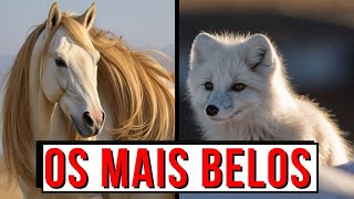 Os 5 ANIMAIS mais BELOS do MUNDO!