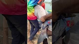 Big Fish Hunting Wow Amazing Fishing Video 🎣✅