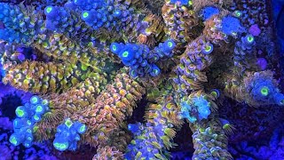 Expert Guide: Fragging Rare High-End Acropora Tenuis Like a Pro (Step-by-Step)