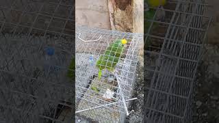 12-11-23 Poor caged parrot