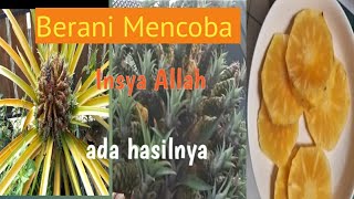 Memanen Nanas Mahkota dalam Pot@langit ngayojokarto