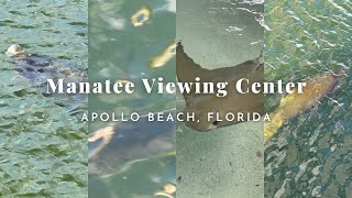 Come See The Majestic Manatees At The Manatee Viewing Center In Apollo Beach, Florida!