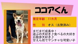 ウチの推しの子紹介します（広報高松10月号）