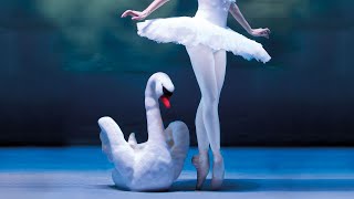 Schwanensee・International Festival Ballet | München 2024