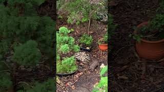 Rolland Rat 🐀 comes to inspect the bonsai