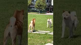 🦮"Aww-some Dog Compilation!"🐶#cute #viral #pets #shorts #thescopeofdiscovery