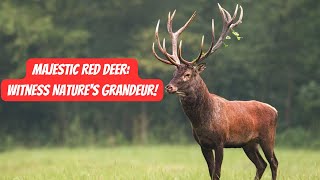 Exploring the Beauty of Red Deer #deer #animals #wildlife #nature