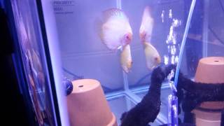 White Butterfly Discus Pair