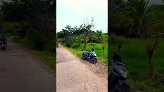 Paddy rice farming mysore