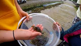 Crabbing and Exploring St Davids 2018