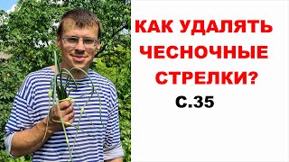 Когда убирать стрелки чеснока и зачем? Куда использовать чесночные стрелки озимого чеснока? Серия 35