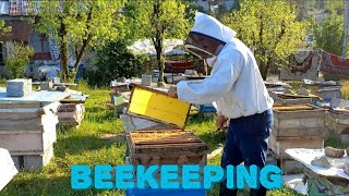 Buzzing Harvest: A Journey into Beekeeping 🌼🐝