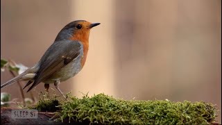 Nature AMSR | Song Birds & Wind | Wildlife Sounds for Meditation, Relaxation and Sleep