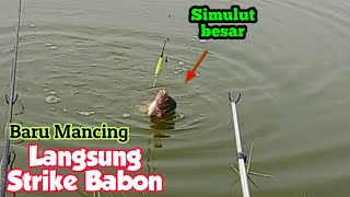 Langsung strike babon,Mancing mujair marunda empang bang Eko, Spot mancing nila babon terbaru