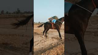 Cheelgadi banke chalungi #dj #dance #shortsfeed #horse #ytshorts #pushkarhorsefair