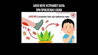 Алоэ Вера устраняет боль при проблемах кожи #алоэвера #проблемнаякожа #алоэ #кожныеболезни