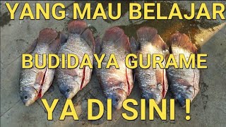 CARA BUDIDAYA IKAN GURAME DI KOLAM TERPAL UNTUK PEMULA - BELAJAR BUDIDAYA IKAN GURAME YA DI SINI!!!