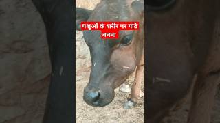 गाय भैंस के शरीर पर  गांठ होना ।। #veterinary ।।  Dr Suresh Jangir