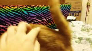 Singing Memory to My Cat