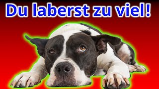 Deshalb ignoriert Dich Dein Hund! Die vier größten Fehler.