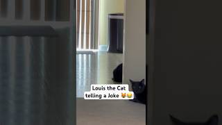 Louis the Cat telling a joke #funny 😂❤️😻