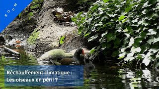 Réchauffement climatique : Les oiseaux en péril ?