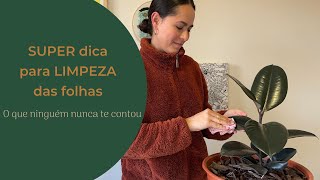 Como limpar folhas de plantas - SUPER DICA!