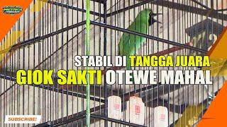 GIOK SAKTI STABIL DI TANGGA JUARA SIAP OTEWE MAHAL !!!