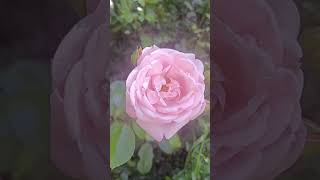 Stop and smell the roses! abandoned climbing farm rose.