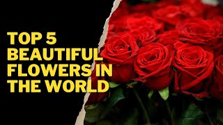 TOP 5 BEAUTIFUL FLOWERS IN THE WORLD